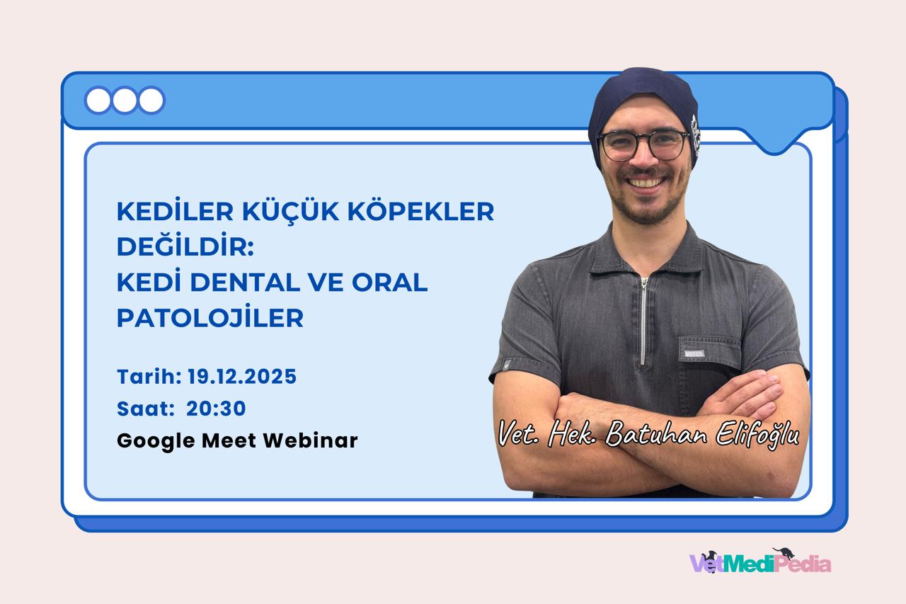 Kediler Küçük Köpekler Değildir: Kedi Dental ve Oral Patolojiler