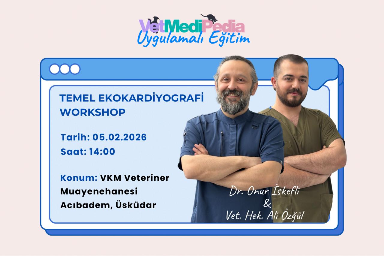 Temel Ekokardiyografi Workshop